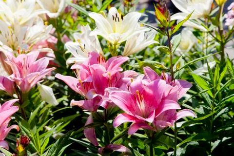 Multi colored lilies Stock Photos