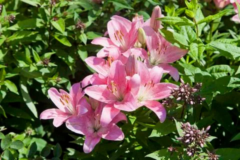 Multi colored lilies Stock Photos