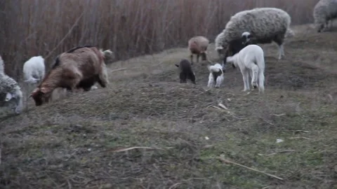 Multi-colored little lambs run along the small hills along the lake reeds Vídeos de archivo 231946500