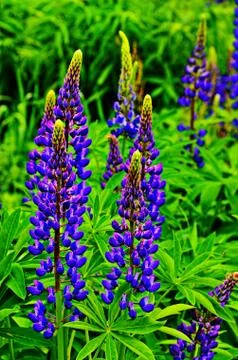 Multi-colored lupine close up.** Stock Photos