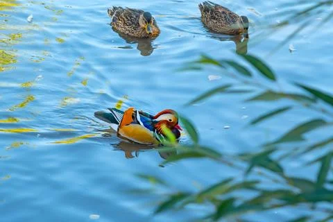 Multi colored Mandarin duck swims in a pond Stock Photos