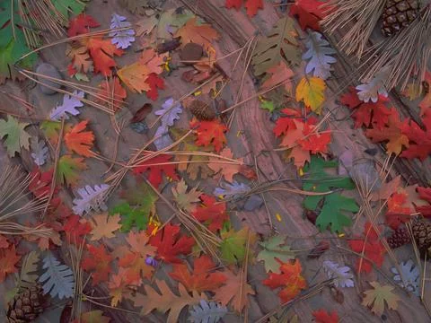 MULTI COLORED MAPLE AND OAK LEAVES Stock Photos