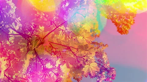 Multi-colored maple leaves against the sky in rainbow sparkling highlights. Vídeos de archivo 238431337