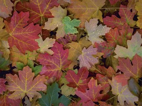 MULTI COLORED MAPLE  LEAVES IN AUTUMN Фото