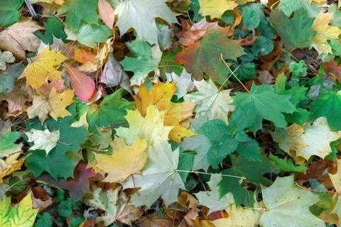 Multi-colored maple leaves. Background with autumn leaves. Foto stock