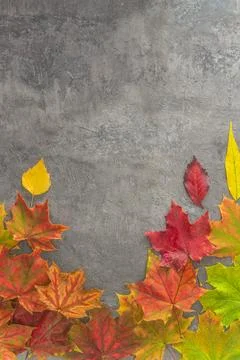 Multi colored maple leaves on dark background; copy space, vertical picture Stock Photos