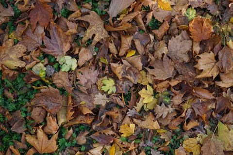 Multi-colored maple leaves lie on the grass, top view. Autumn. Foto stock