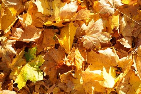 Multi-colored maple leaves lie on the grass, top view. Close-up. Autumn. Foto stock