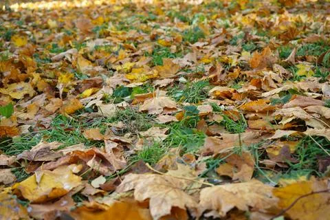 Multi-colored maple leaves lie on the grass, top view. Scene of changing natu Foto stock