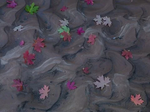 MULTI COLORED MAPLE LEAVES ON MUDDY CREEK BED Foto stock