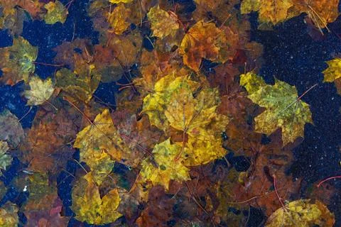 Multi-colored maple leaves on wet asphalt Stock Photos