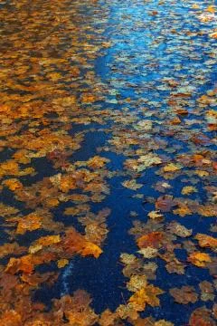 Multi-colored maple leaves on wet asphalt Stock Photos