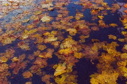 Multi-colored maple leaves on wet asphalt Foto stock