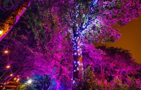 Multi-colored night lighting of the Scottish house garden. Stock Photos