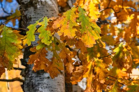 Multi-colored oak leaves close-up with a birch trunks behind. Bright colors o Stock Photos