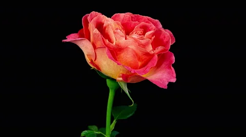 Multi colored orange and yellow rose flower blooming timelapse Stock Footage 40050482