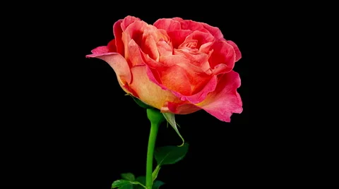 Multi colored orange and yellow rose flower blooming timelapse Stock Footage 40054662