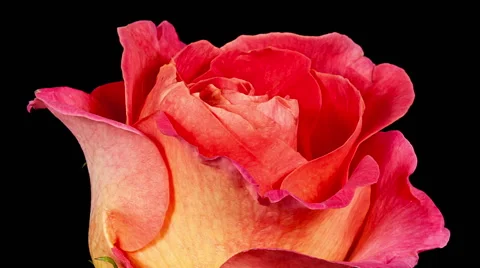 Multi colored orange and yellow rose flower blooming timelapse Stock Footage 45839170