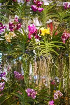 Multi colored orchids Flower with Red Dots Stock Photos