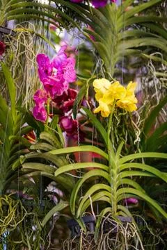 Multi colored orchids Flower with Red Dots Stock Photos