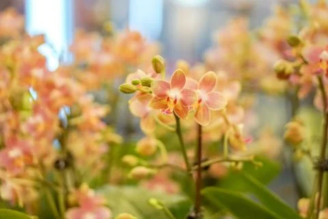 Multi colored orchids Flower with Red Dots Stock Photos