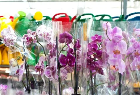 Multi-colored orchids in packages. Tropical plants in a flower shop. Stock Photos