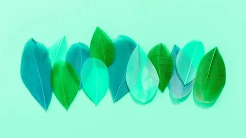 Multi-colored painted feathers are laid out in a row on the mint background Stock-Fotos