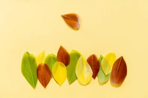 Multi-colored painted feathers are laid out in a row on the yellow background Stock Photos