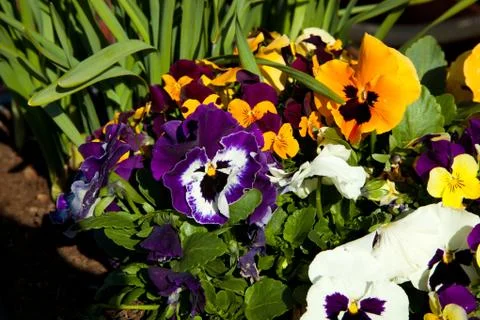 Multi-colored pansy flowers Stock Photos