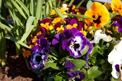 Multi-colored pansy flowers Stock Photos