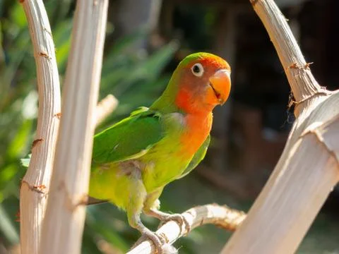 Multi colored parakeet perching in a tree in nature close Stock Photos