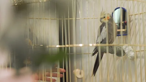 Multi-colored parrot in a beautiful bird cage. Female hand touching a cage with Video stock 99440230