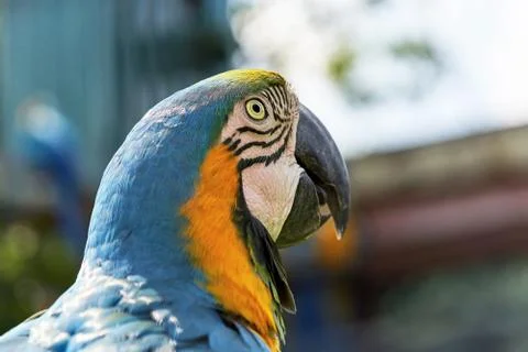 A multi colored parrot head with a large beak looks up Stock Photos