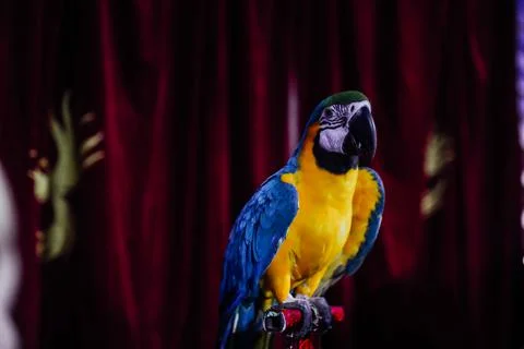 Multi-colored parrot macaw sits against a backdrop of red cloth Stock Photos