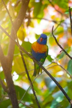 A multi-colored parrot on a tree. Stock Photos