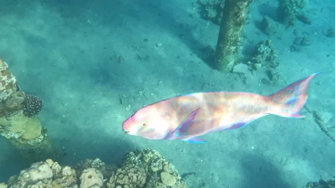 Multi-Colored Parrotfish Hanging around the Pier Stock Footage 274418954