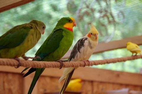 Multi-colored parrots sit on rope in the aviary 스톡 사진