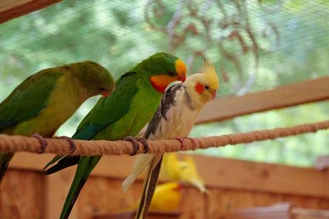 Multi-colored parrots sit on a rope in aviary Foto stock