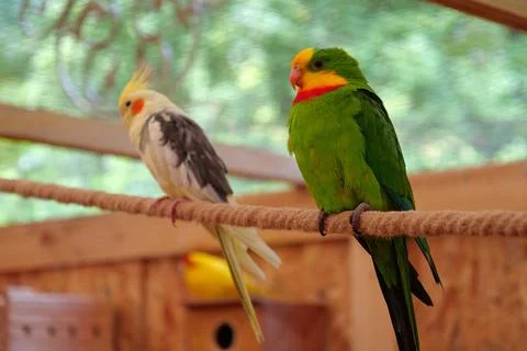 Multi-colored parrots sit on a rope in the aviary 스톡 사진