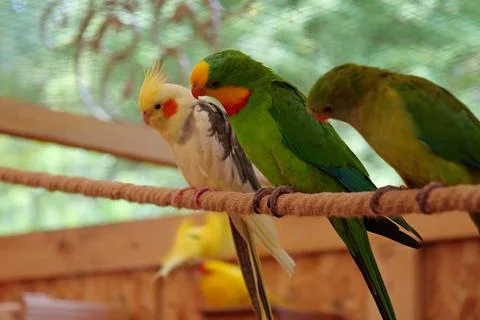 Multi-colored parrots sit on a rope in aviary Foto stock