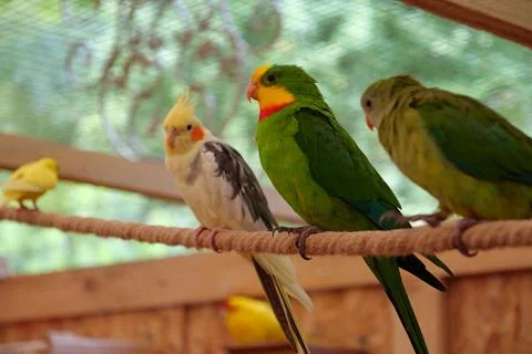 Multi-colored parrots sit on rope in the aviary Stock Photos