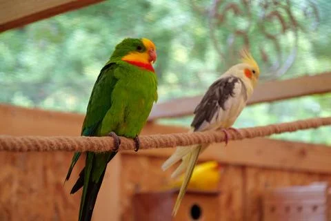 Multi-colored parrots sit on a rope in the aviary 스톡 사진