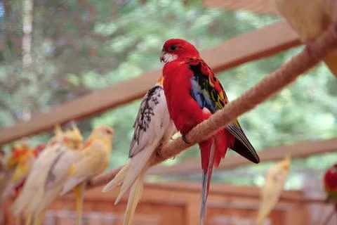 Multi-colored parrots sit on a rope in the aviary Foto stock