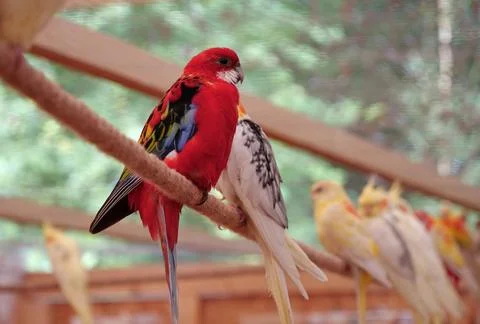Multi-colored parrots sit on a rope in the aviary Stock Photos