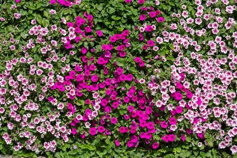 Multi-colored petunia background Stock Photos
