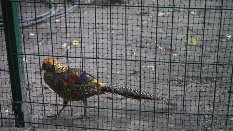 Multi-colored Pheasants walk along the aviary to the Kiev Zoo. Prores 422 Stock Footage 134425193