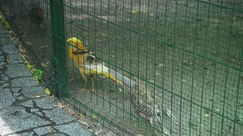 Multi-colored Pheasants of yellow and gray color walk along the aviary to the Stock Footage 134332151