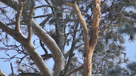 Multi-colored plumage of a woodpecker on a tree in a winter forest Video stock 86390706