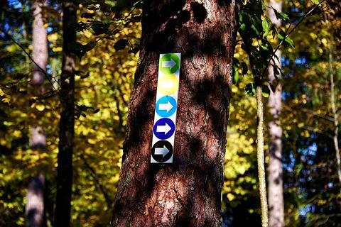 Multi-colored pointers on the tree. Road sign - five arrows. Stock Photos