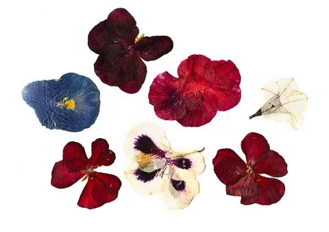 Multi-colored pressed flowers on a white background. Pattern of flowers. Pressed Stock Photos